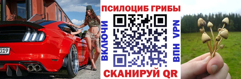 Псилоцибиновые грибы Psilocybe  Купить где  Ессентукская 
